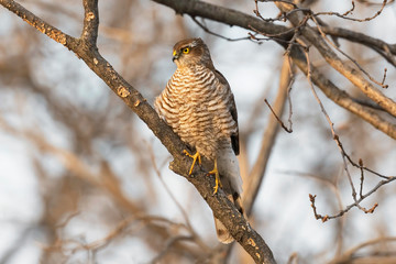 sparviere femmina su ramo nel bosco