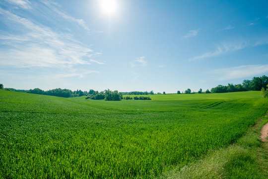 Country road through the fields