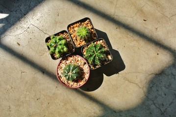 cactuses in pots on cement background.