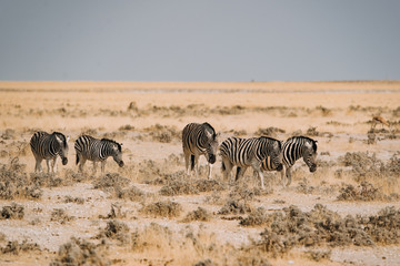 Fototapeta na wymiar family group of Zebra in the desert sand of Africa