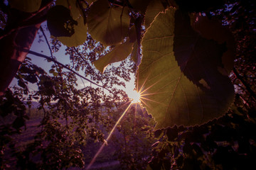 Sun rays passing through the foliage