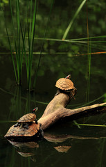 mushrooms in the forest