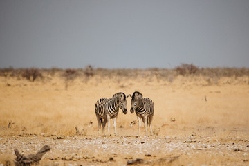 Fototapeta na wymiar Two zebras walking side by side grazing