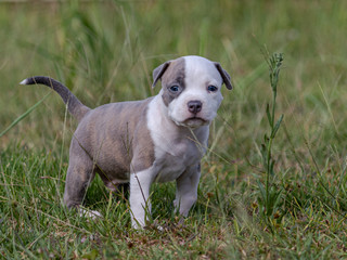 puppy playing in the grass