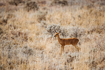 young baby antelope in desert savannah sun