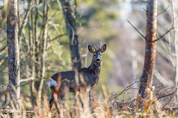 Roe deer standing and watching in the forest