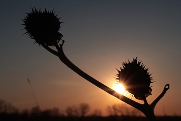 Two thorny dried seed pod silhouettes of Datura Stramonium plant, also called Jimsonweed or Devil's...