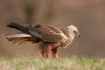 Western marsh harrier (Circus aeruginosus)