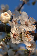 Closeup view of white early spring flowers of Blackthorn tree, also called Sloe, latin name  Prunus...