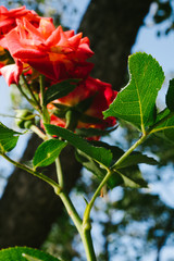 Red Rose on the Branch in the Garden