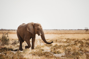 Fototapeta na wymiar elephant walking in in the African desert