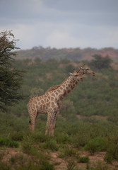 Giraffe_.9002