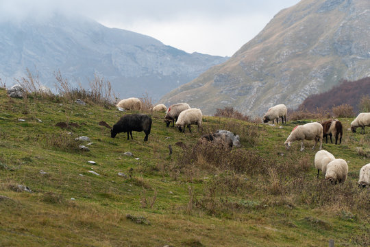 Shaggy sheep graze on a green hillside