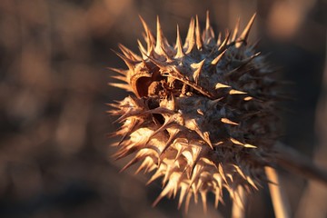 Cracking thorny mature seed pod of common hallucinogen plant Jimsonweed, latin name Datura...