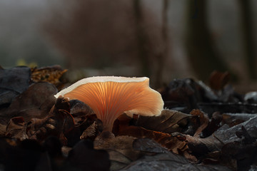 Mushroom, photo Czech Republic, Europe