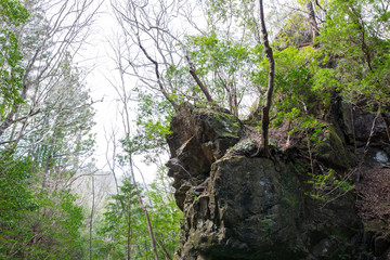 空と木々と岩と