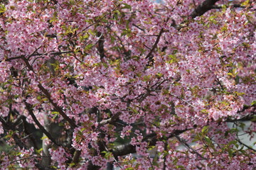 河津桜　いわき