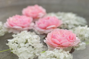 Close-up of pink roses flowers and white hydrangea in water with drops