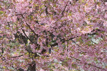 河津桜　いわき