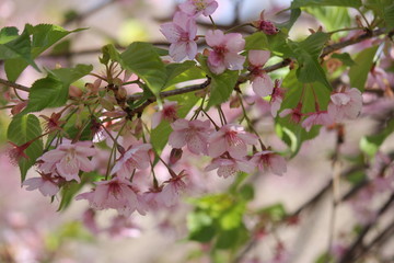 河津桜　いわき