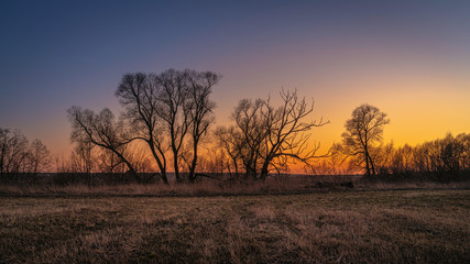 Fototapeta na wymiar Trees and sunset
