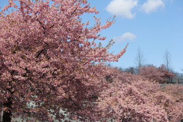 河津桜　いわき