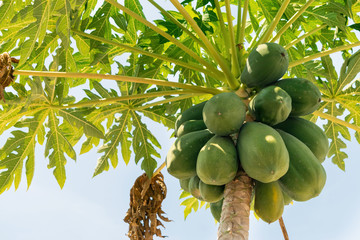 Tall palm tree with green fruits on a background of blue sky