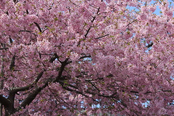 河津桜　いわき