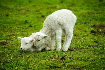 Ein Lamm tröstet seine  Schwester zu Ostern