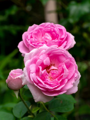 Pink of Damask Rose flower