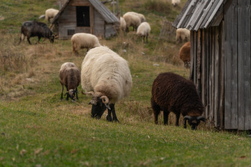 Fototapeta premium Shaggy sheep graze on a green hillside