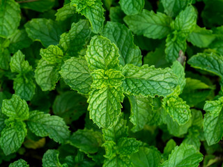 Fresh herb - Kitchen Mint leaf.