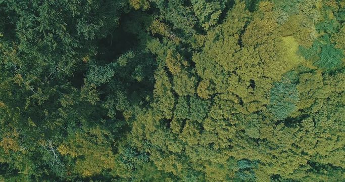 Aerial drone view on the beautiful green pattern of dense forest treetops.