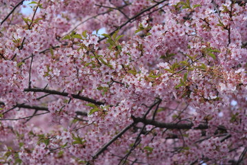 河津桜　いわき