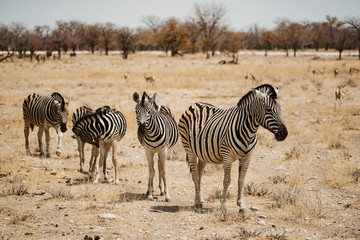 Fototapeta na wymiar small group of Zebra in the desert sand of Africa