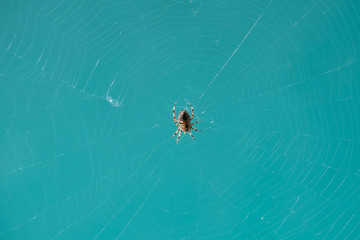 spider web