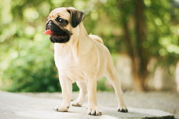 Obraz premium Portrait of newborn puppy pug. Cute little dog. Young pug outdoors. /pug in the park.