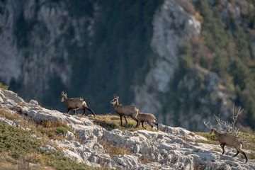 chamois in mountains