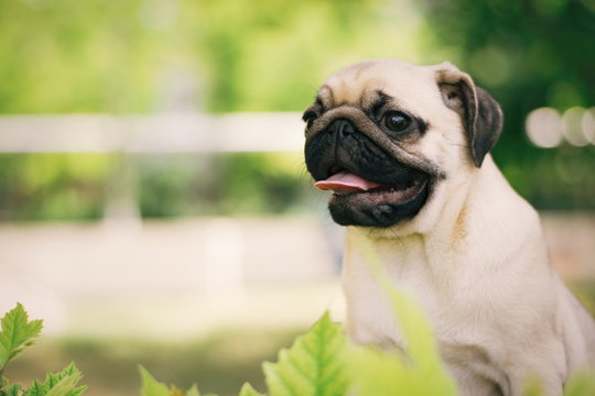 Portrait of newborn puppy pug. Cute little dog. Young pug outdoors. /pug in the park.