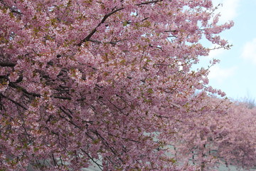 河津桜　いわき