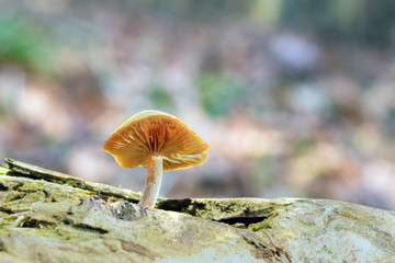 Mushroom, photo Czech Republic, Europe © Milan