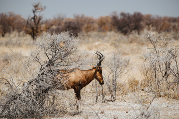 common eland, eland antilope, Taurotragus oryx, bull in desert and wild plants