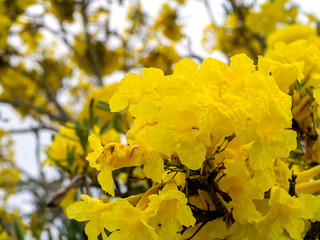 Tabebuia aurea flowers blooming