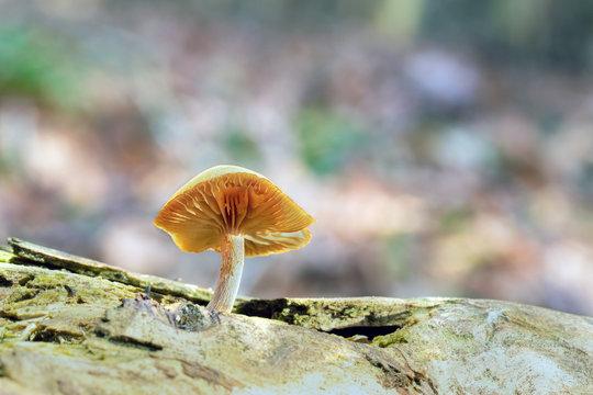 Mushroom, photo Czech Republic, Europe