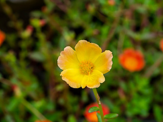 Red and yellow Portulaca flower.