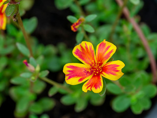 Red and yellow Portulaca flower.