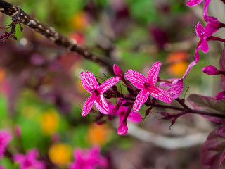 Close up flower of Caricature Plant