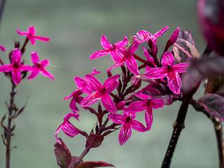 Close up flower of Caricature Plant