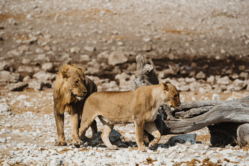 Male and female lions in African desert
