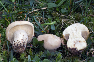 Mushroom, photo Czech Republic, Europe